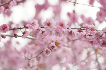 Картинка цветы сакура +вишня нежность цветение розовый красота ветка дерево весна