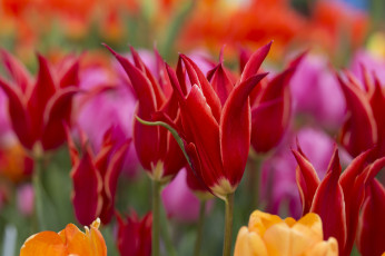 Картинка цветы тюльпаны макро бутоны весна