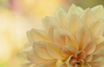 Картинка цветы георгины капли желтый лепестки макро георгин