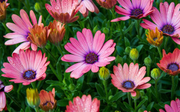 Картинка цветы аизовые остеоспермум бутоны капли