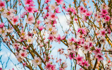 Картинка цветы цветущие+деревья+ +кустарники ветки цветки цветение весна персиковое дерево