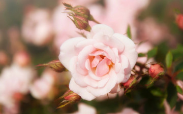 Картинка цветы розы макро боке бутоны роза