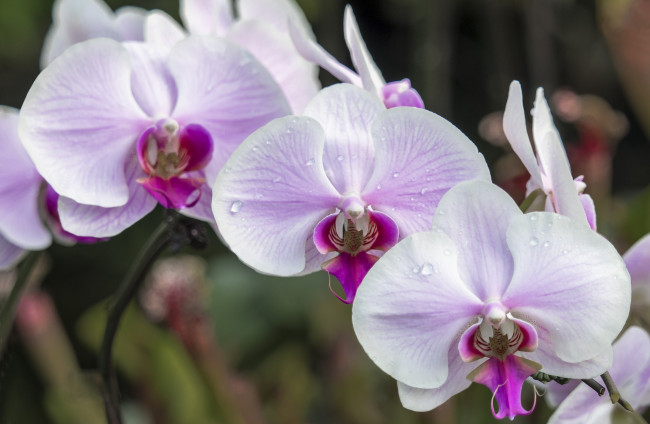 Обои картинки фото цветы, орхидеи, розовый, орхидея, макро, нежность