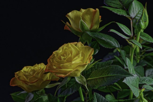 Обои картинки фото цветы, розы, роза