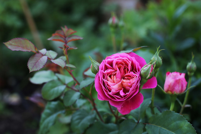 Обои картинки фото цветы, розы, розовый, роза, бутон