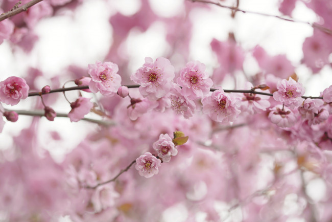 Обои картинки фото цветы, сакура,  вишня, нежность, цветение, розовый, красота, ветка, дерево, весна