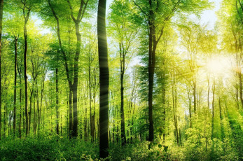 Картинка природа лес лето деревья лучи солнца зелень