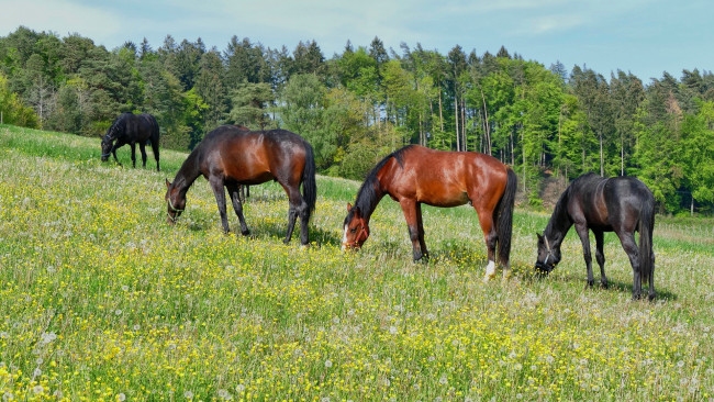 Обои картинки фото животные, лошади, луг, трава, деревья