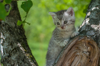 Картинка пушистик животные коты котёнок комочек шерсти няшное существо да и лучший друг человека мур мяу