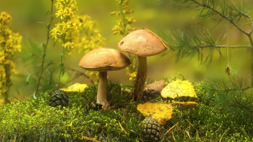 обоя природа, грибы, подберезовики