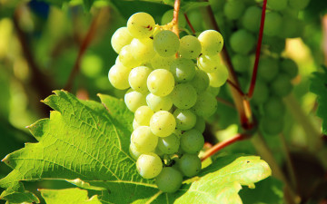 Картинка природа ягоды +виноград виноград спелый гроздь