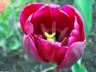 Картинка тюльпан цветы тюльпаны