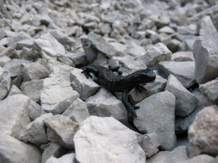 Картинка salamandra nera животные Ящерицы игуаны вараны