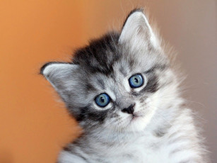 Картинка животные коты котенок глаза