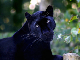 Картинка животные пантеры черный бархатный кошка