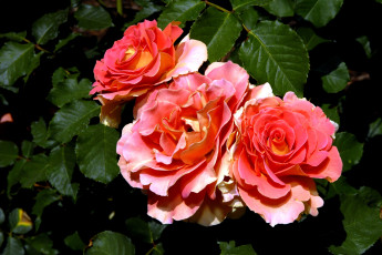 Картинка цветы розы бутоны лепестки