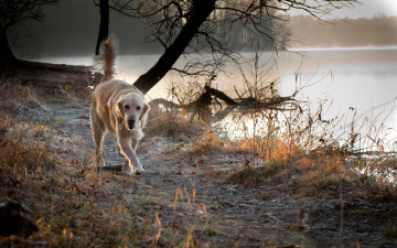 Картинка животные собаки деревья озеро