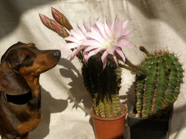 Обои картинки фото животные, собаки, кактус, цветок, такса