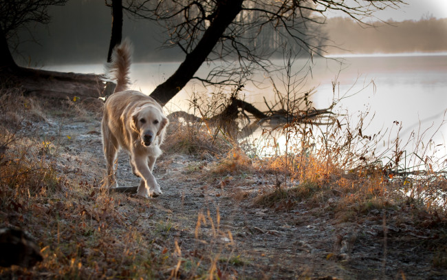 Обои картинки фото животные, собаки, деревья, озеро