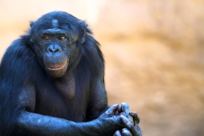 Обои картинки фото животные, обезьяны, шимпанзе