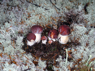 Картинка природа грибы мох боровики