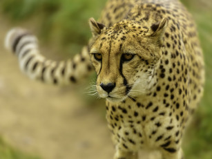 Картинка животные гепарды дикая кошка хищник