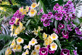Картинка цветы орхидеи экзотика разноцветный