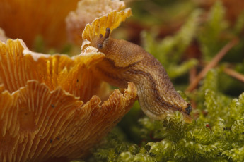Картинка животные улитки слизень гриб мох макро завтрак