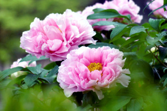 Картинка цветы пионы пышный розовый
