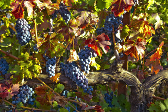 Картинка природа Ягоды виноград синий лоза