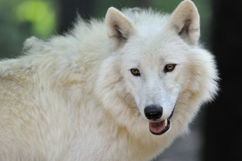 Картинка животные волки белый