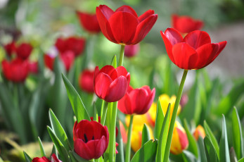 Картинка цветы тюльпаны красные