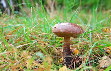 Картинка природа грибы подберезовик