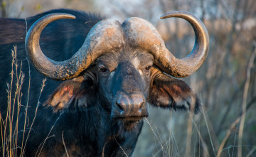 Картинка животные коровы буйволы буйвол рога