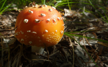 Картинка природа грибы мухомор макро