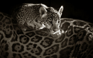 Картинка животные Ягуары розетки малыш