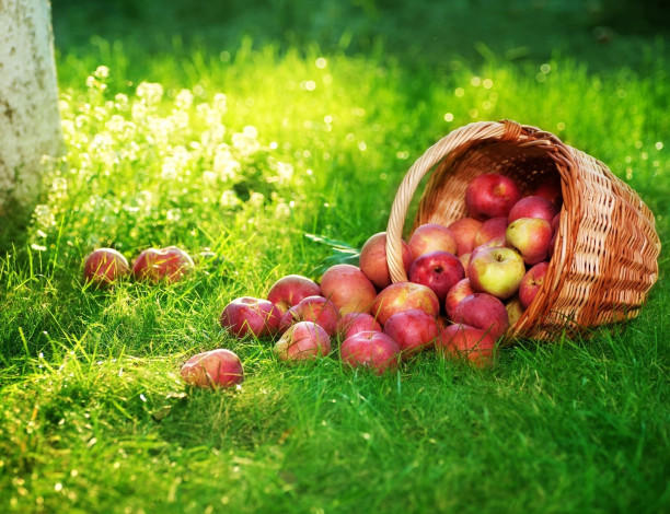 Обои картинки фото еда, Яблоки, яблоки, корзинка, трава