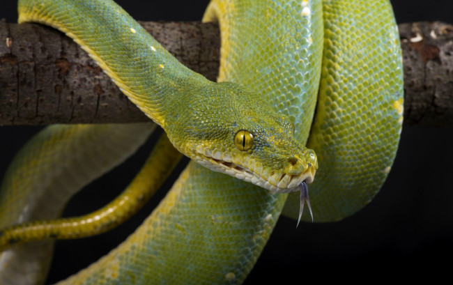 Обои картинки фото животные, змеи, питоны, кобры, язык, зеленый