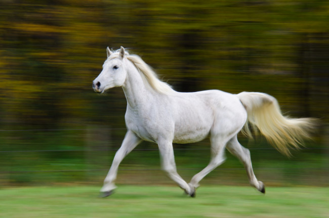 Обои картинки фото животные, лошади, бег