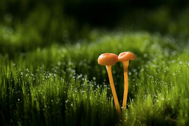Обои картинки фото природа, грибы, роса, трава, грибочки