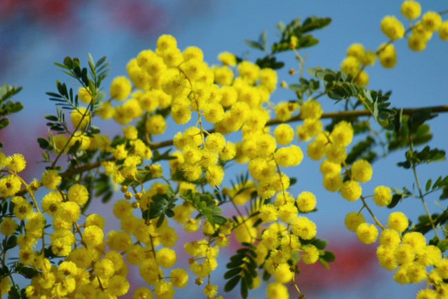 Обои картинки фото цветы, мимоза, пушистики, желтый