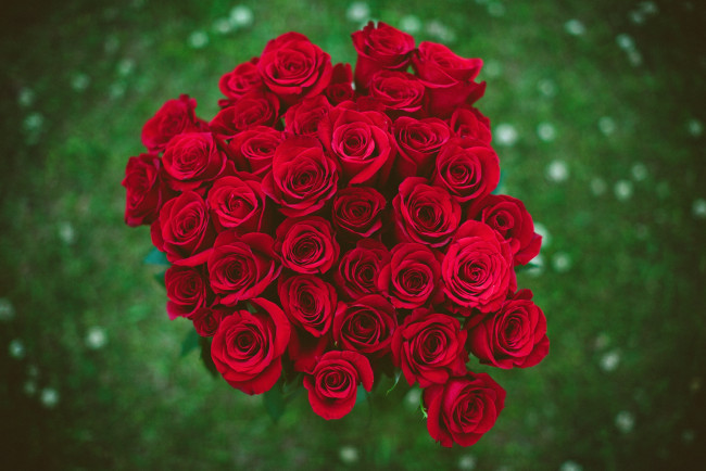Обои картинки фото цветы, розы, букет, красный