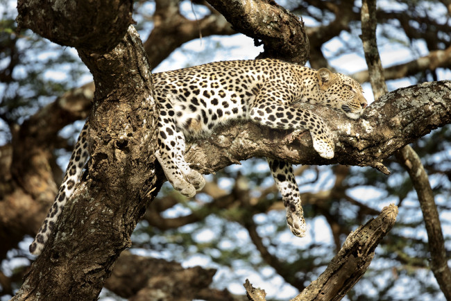 Обои картинки фото животные, леопарды, дерево, отдых