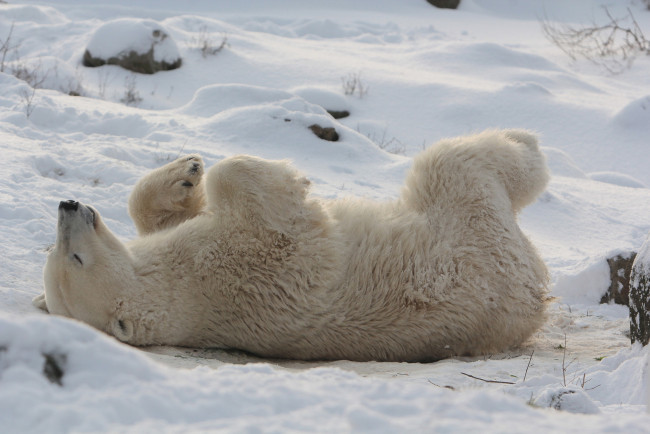 Обои картинки фото животные, медведи, снег, отдых