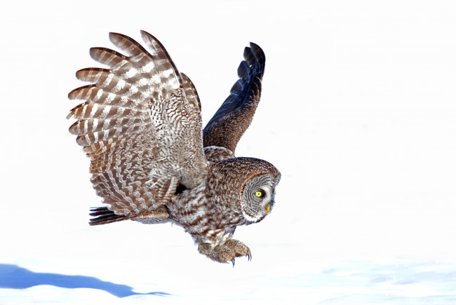 Обои картинки фото животные, совы, неясыть, снег, посадка
