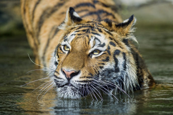 Картинка животные тигры купание вода морда кошка