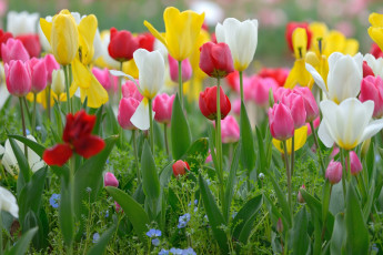 Картинка цветы тюльпаны бутоны