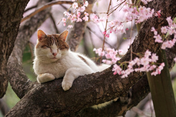 Картинка животные коты ветка сон кот