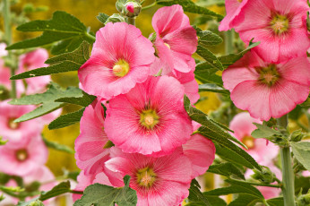 Картинка цветы мальвы розовый
