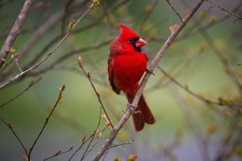Картинка животные кардиналы красный